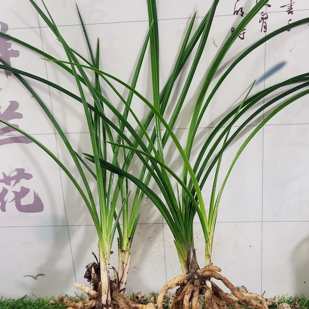 ～***～完全开放兰花兰花