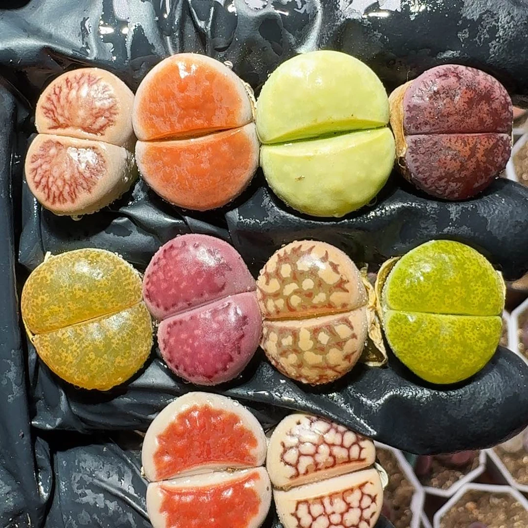 生石花等1111111。  178