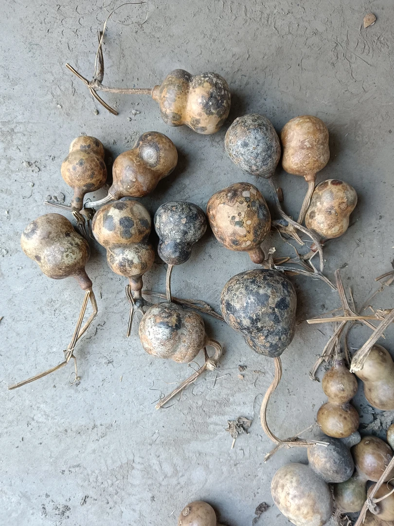 直播间葫芦专拍链接（请勿自主下单）