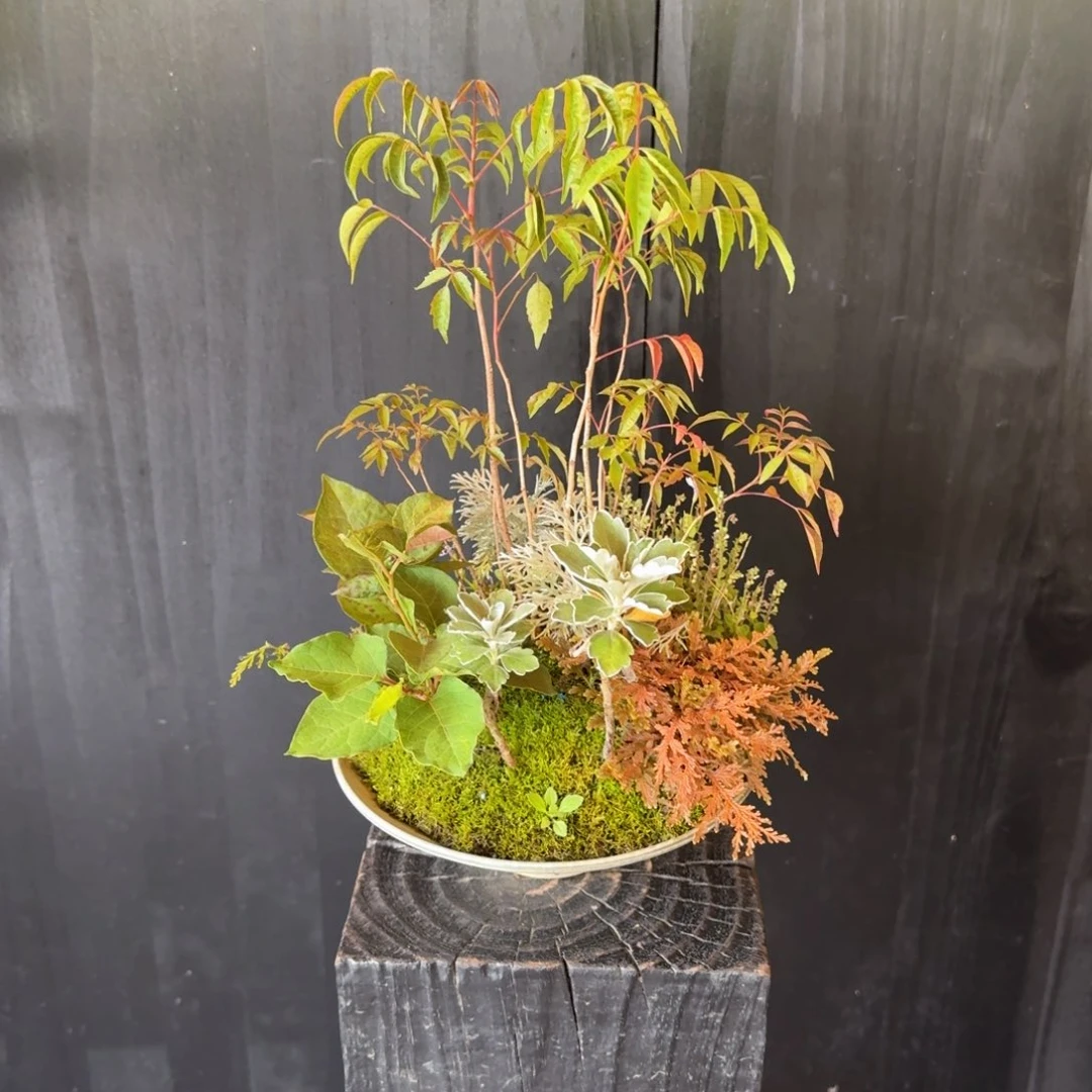 慕***·无花朵山野草日本斗笠盆