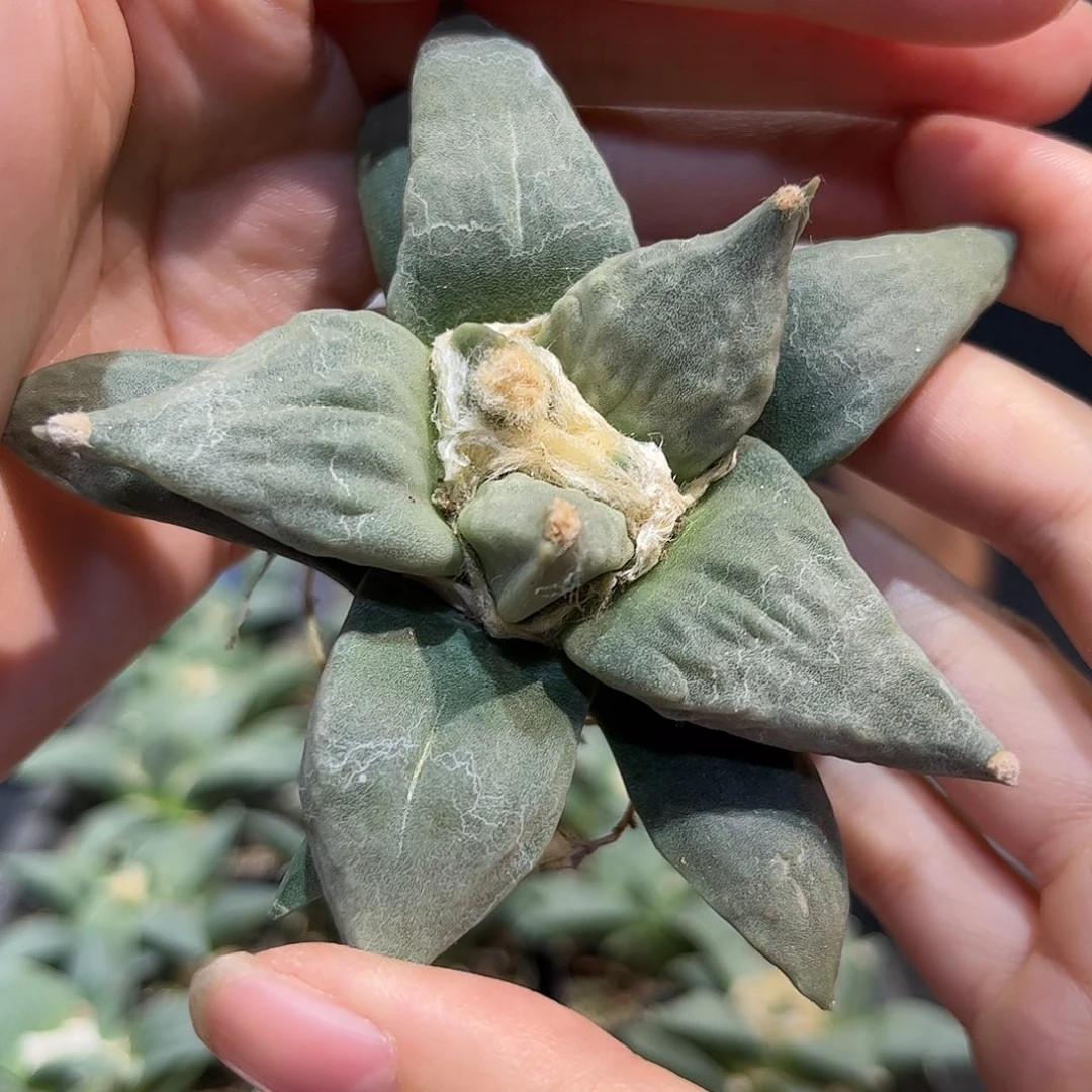 9.5cm实生福利怒涛牡丹萝卜根
