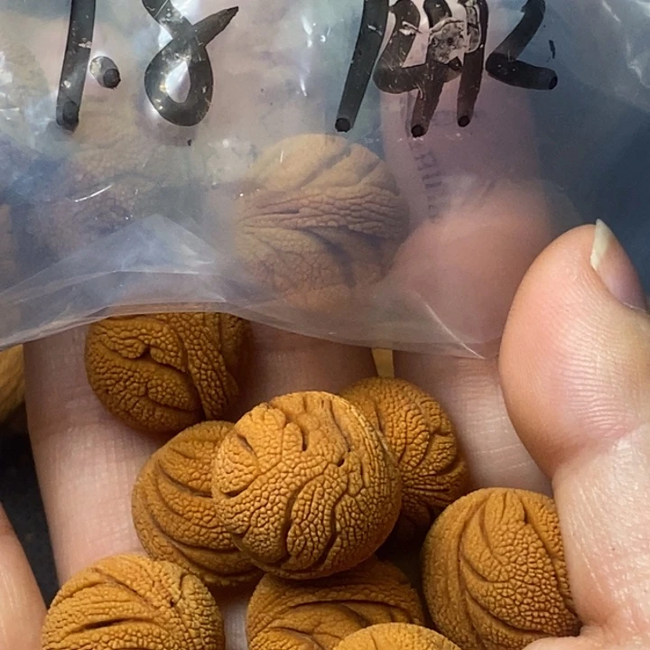 吊坠桃核秦岭山野生桃核