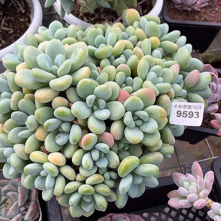 阿雅园艺。    9593洛神大群