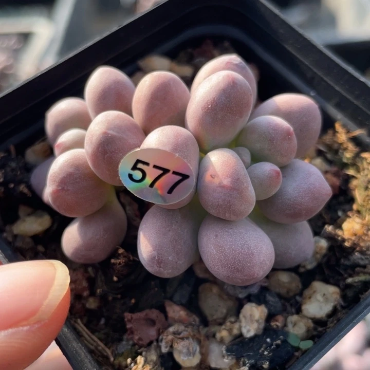 桃花变异体多肉植物