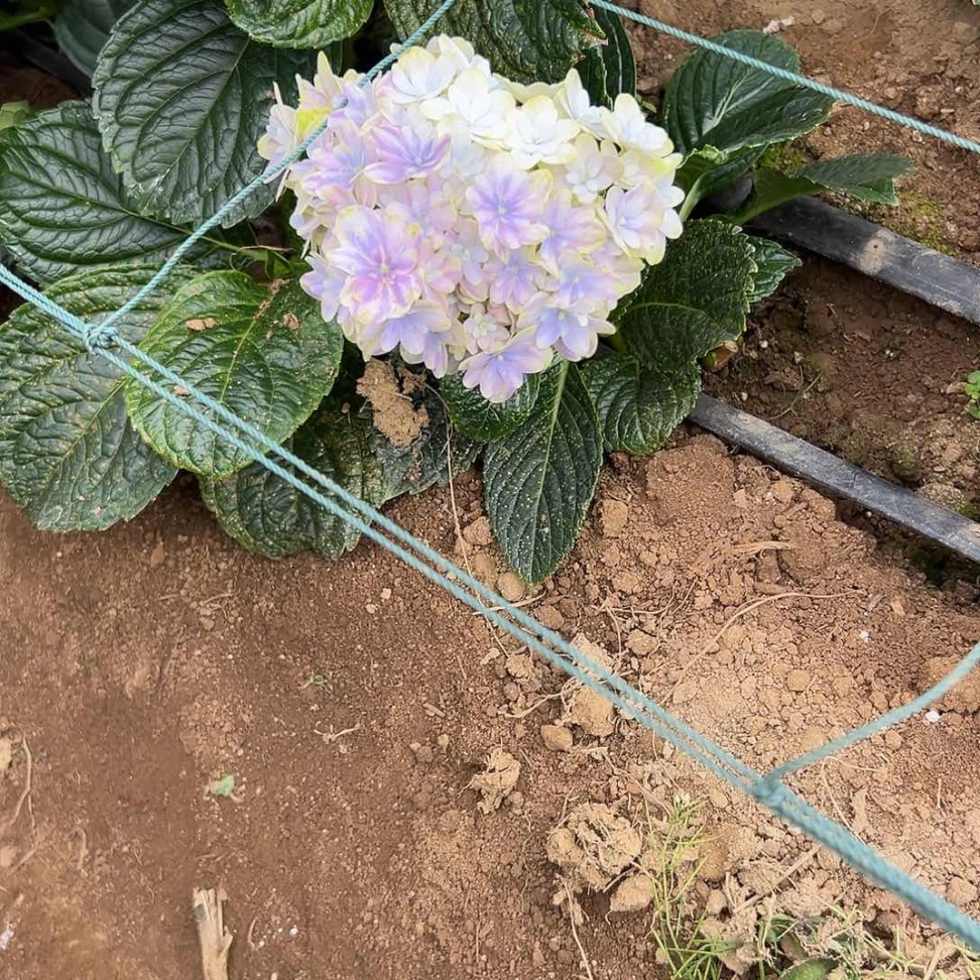 完全开放A11 绣球花两单包邮