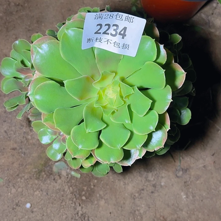2234香妃多肉植物保护
