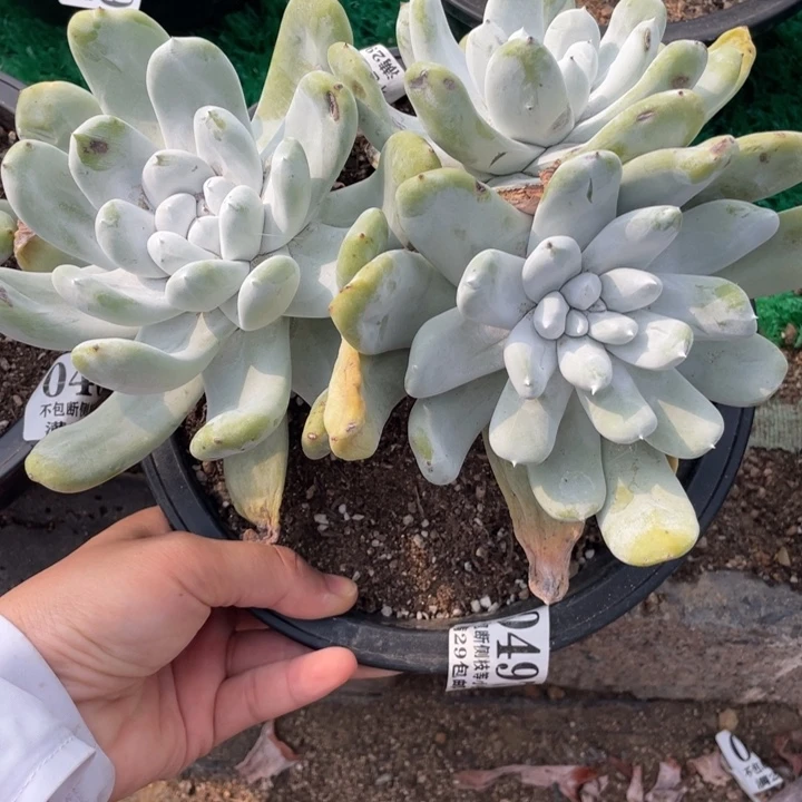 2*6497号红拇指多肉植物