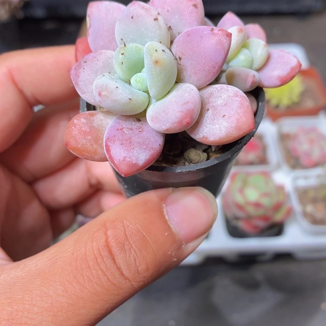 双头洛神多肉9.9包邮发货