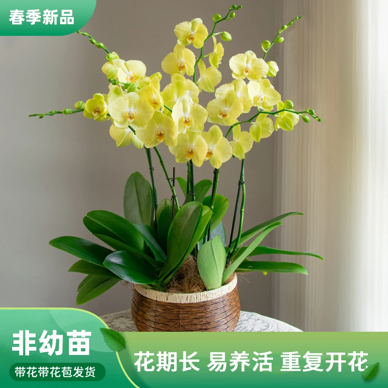 蝴蝶兰【费拉拉】室内花卉绿植盆栽美观客厅 办公室种植乔迁 送礼花