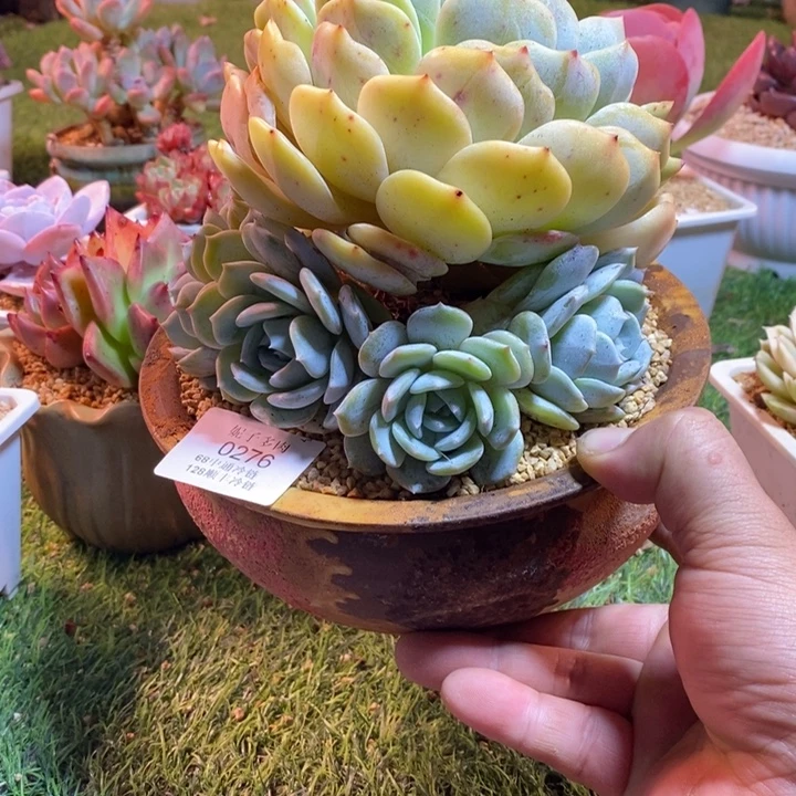 0276啊啊啊啊啊啊啊啊啊