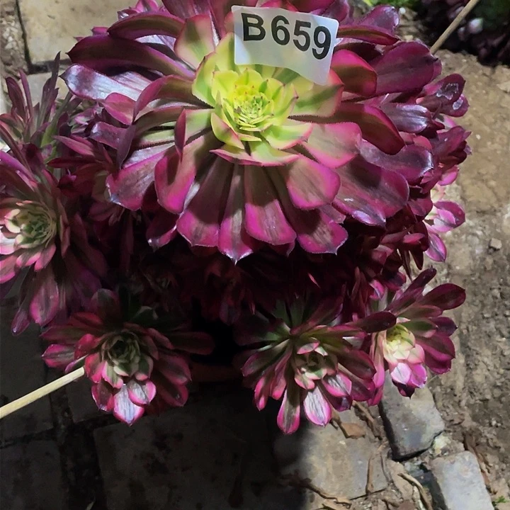 千****?多肉法师659号红白发货不包损