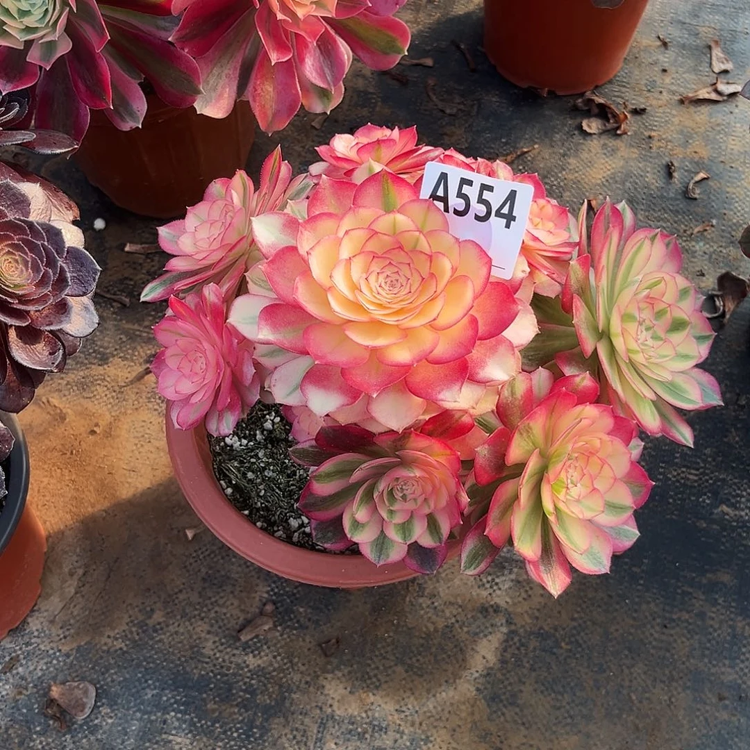 多肉植物倾城554多肉