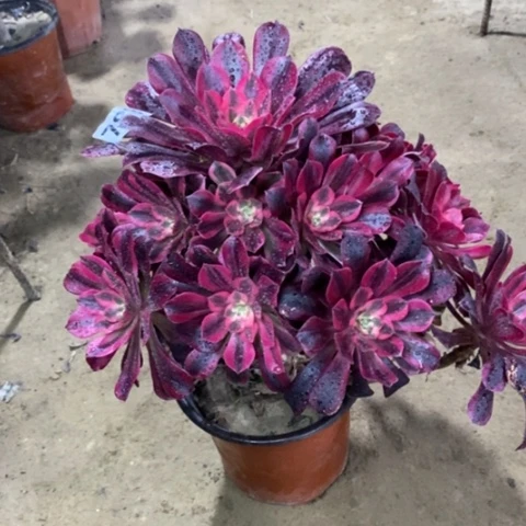 783美杜莎134567899