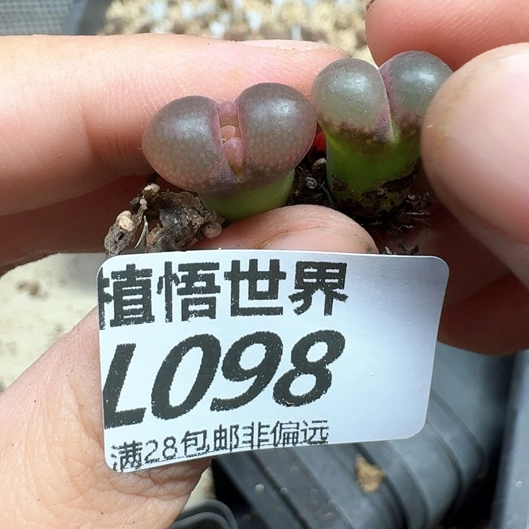 多肉植物的人生历程eg