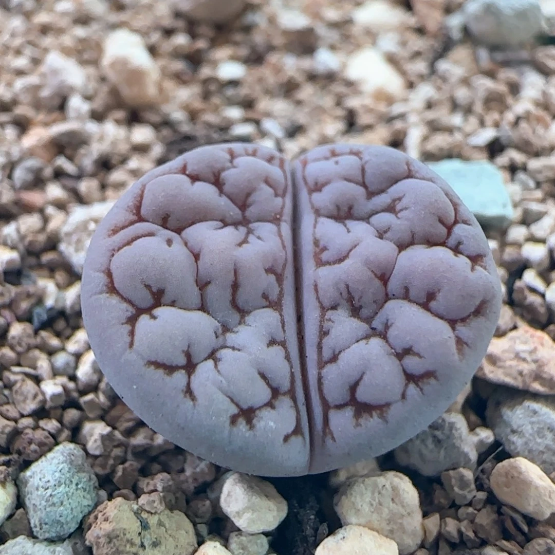 0555/189/多肉植物/