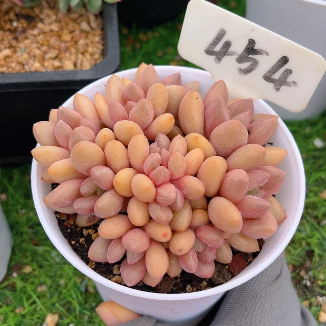 胖体桃花源8888888888888