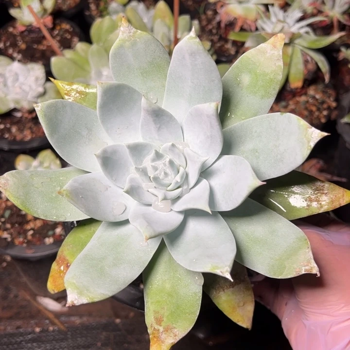 925哈哈哈哈哈哈哈哈