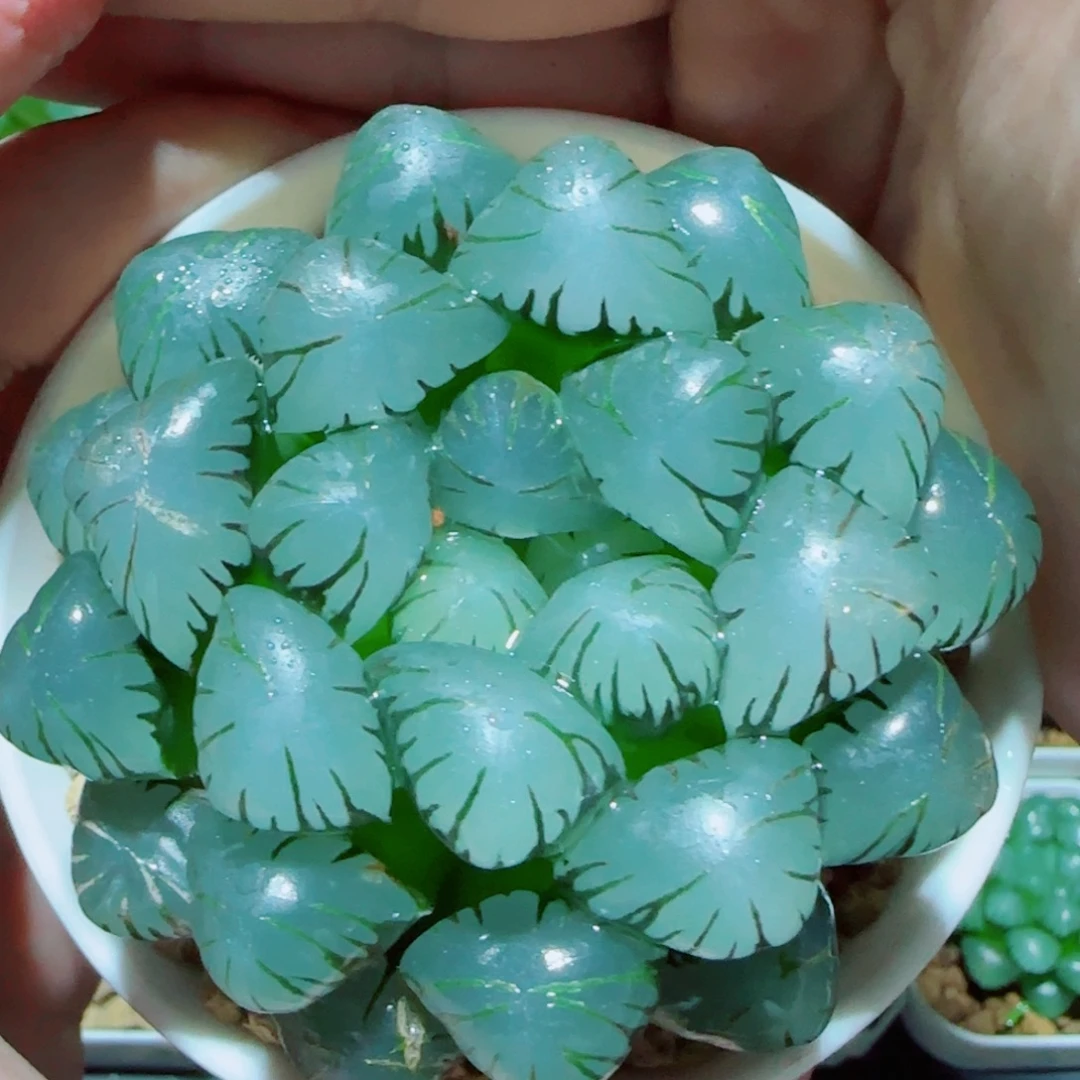 巨大化冰灯多肉植物