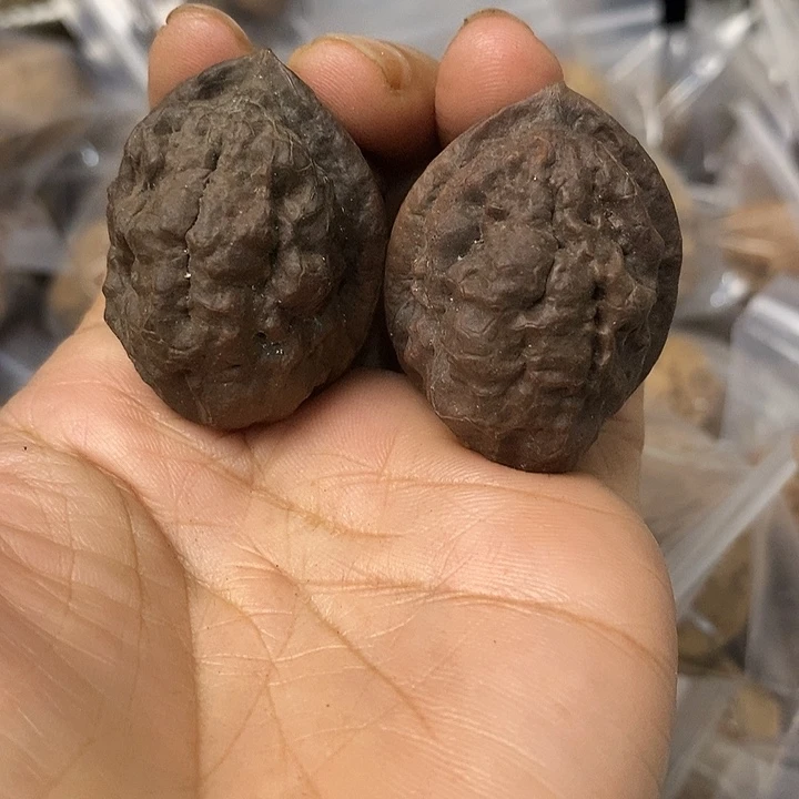 核桃云南铁核桃基地18