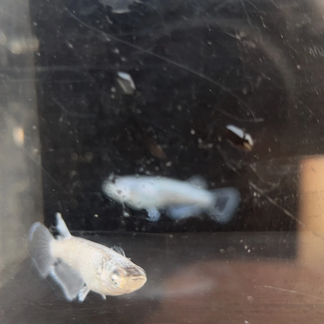 青鳉鱼230午夜幻龙一对