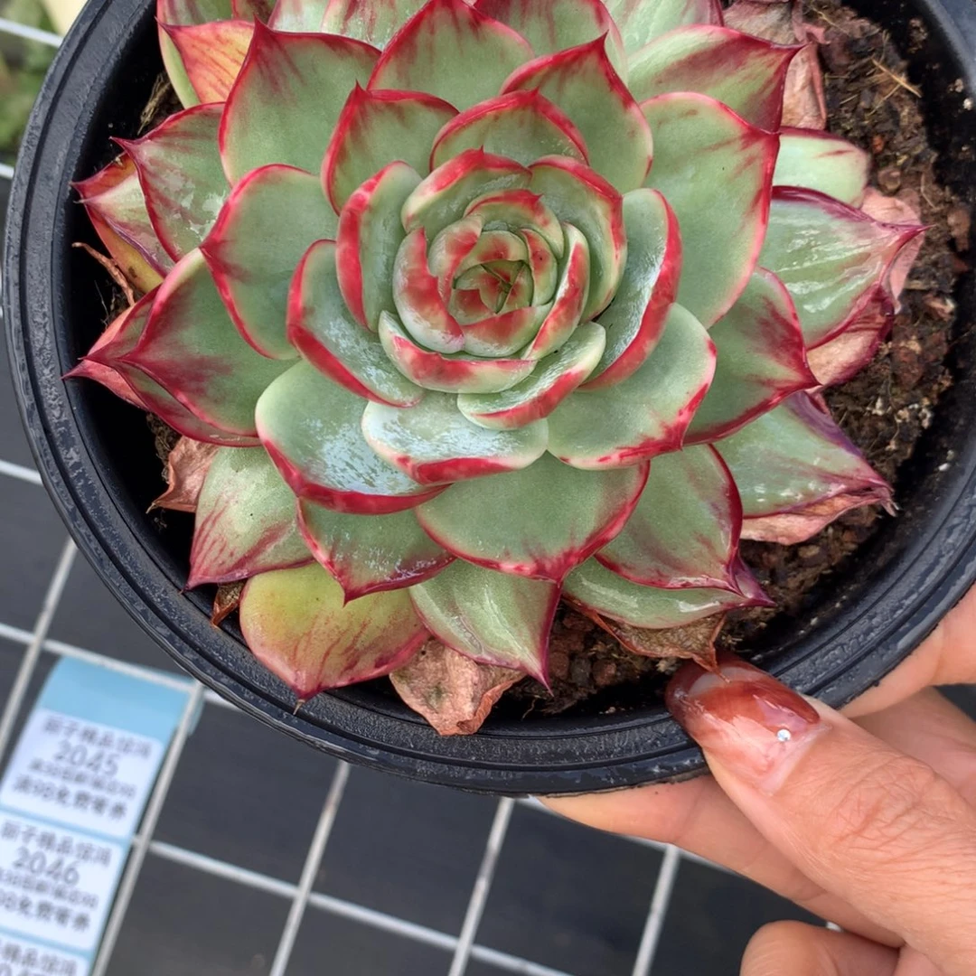 2044多肉植物，10厘米