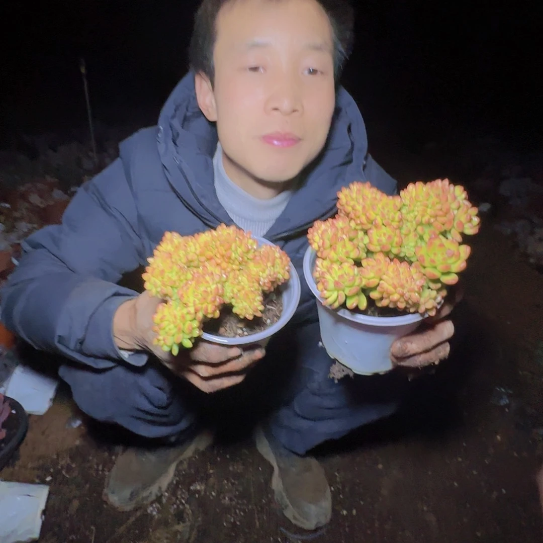 盆栽丸叶松绿缀化2颗