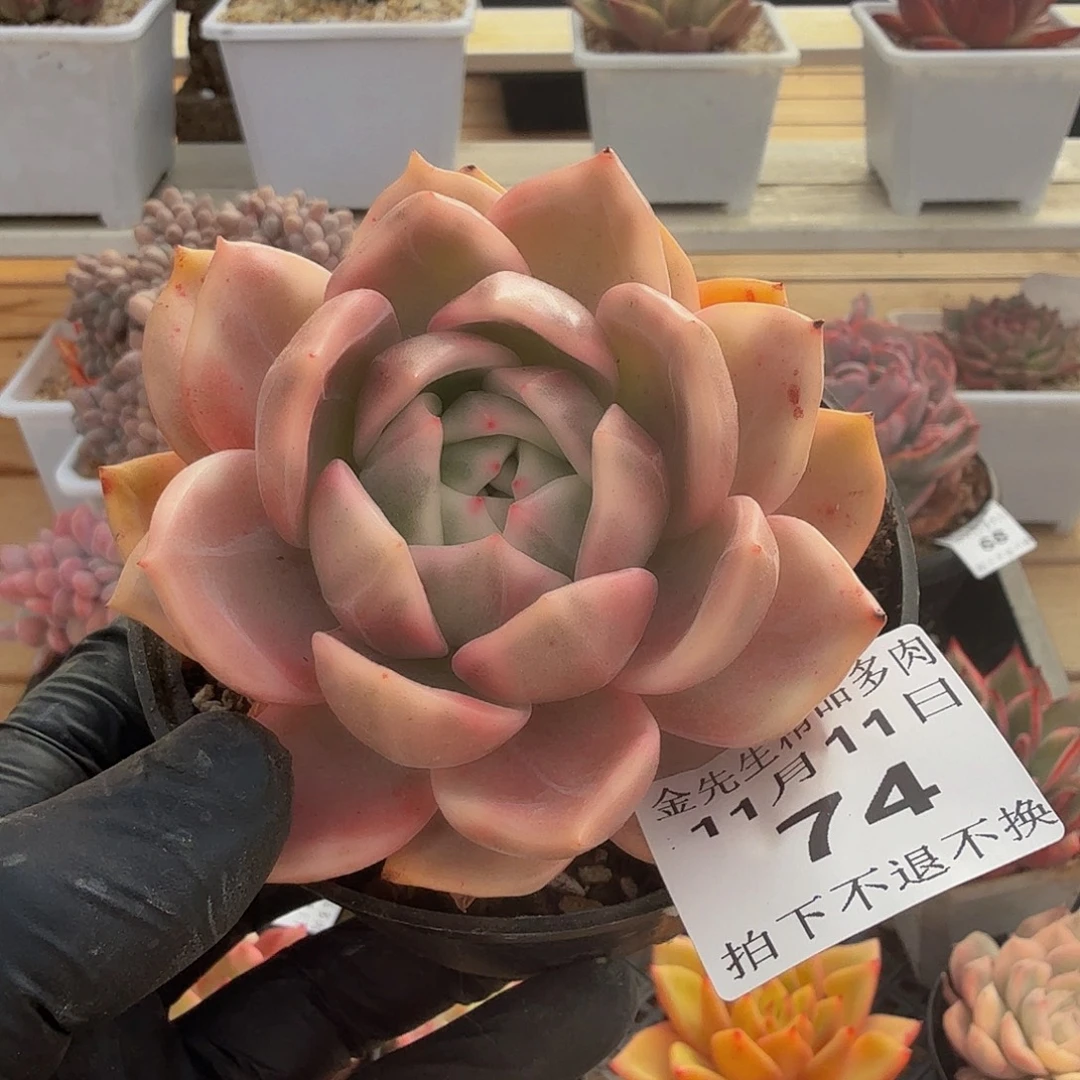 1111-74香槟锦单头