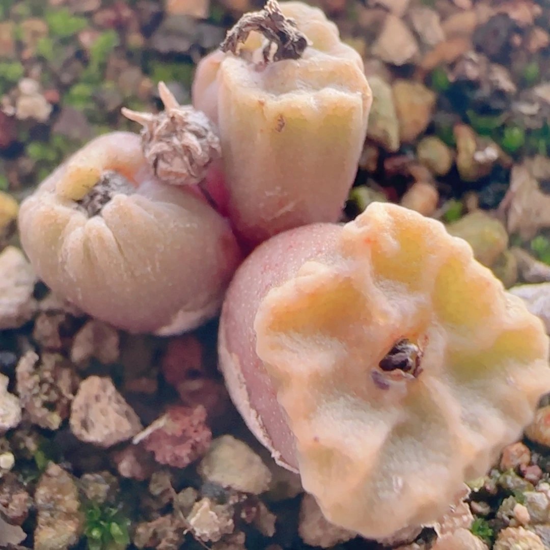 【闪购商品】21474