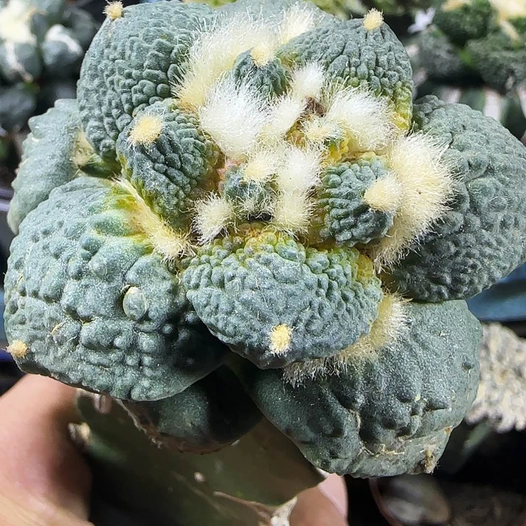 怒涛锦881仙人球开花