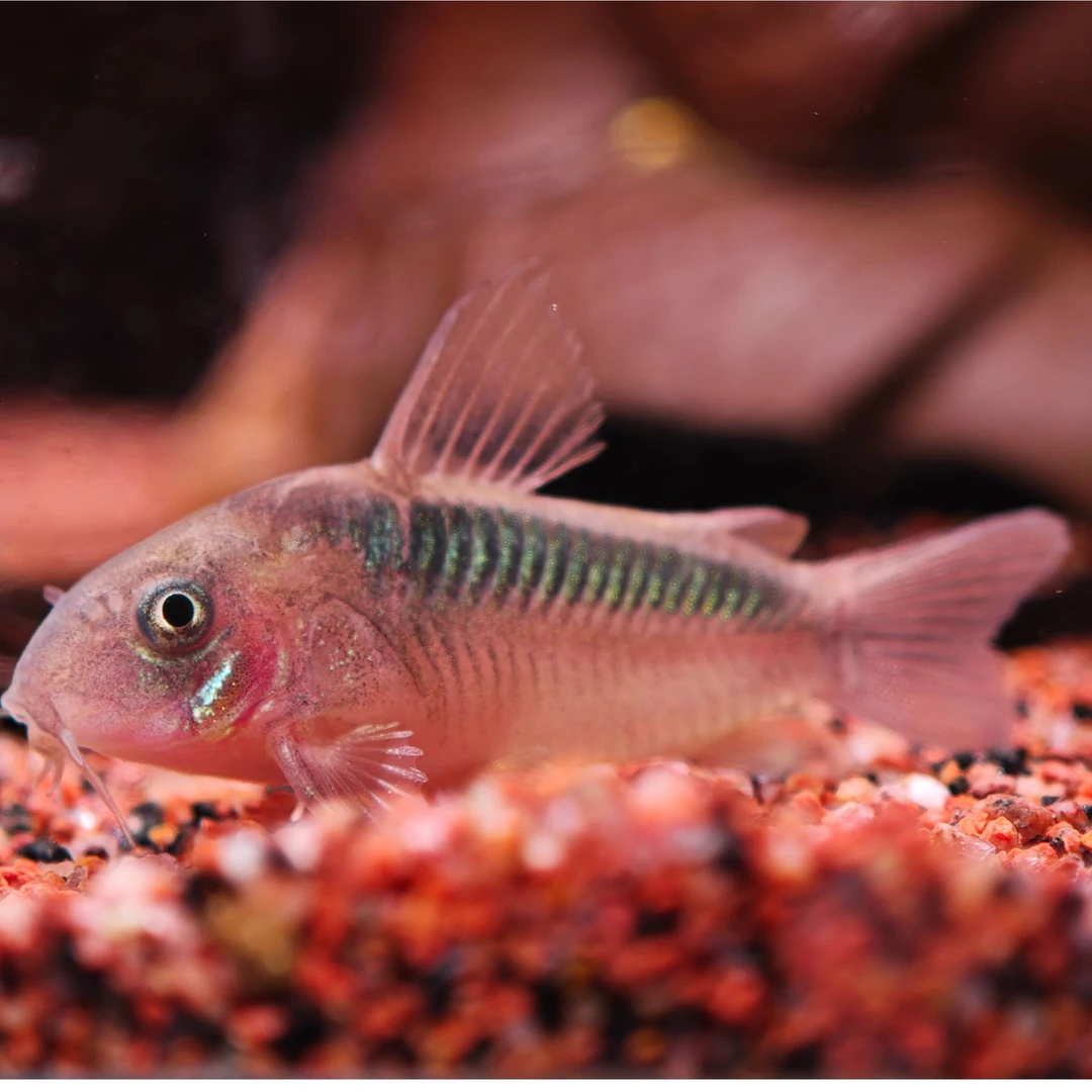 西西小鱼 红黑带鼠