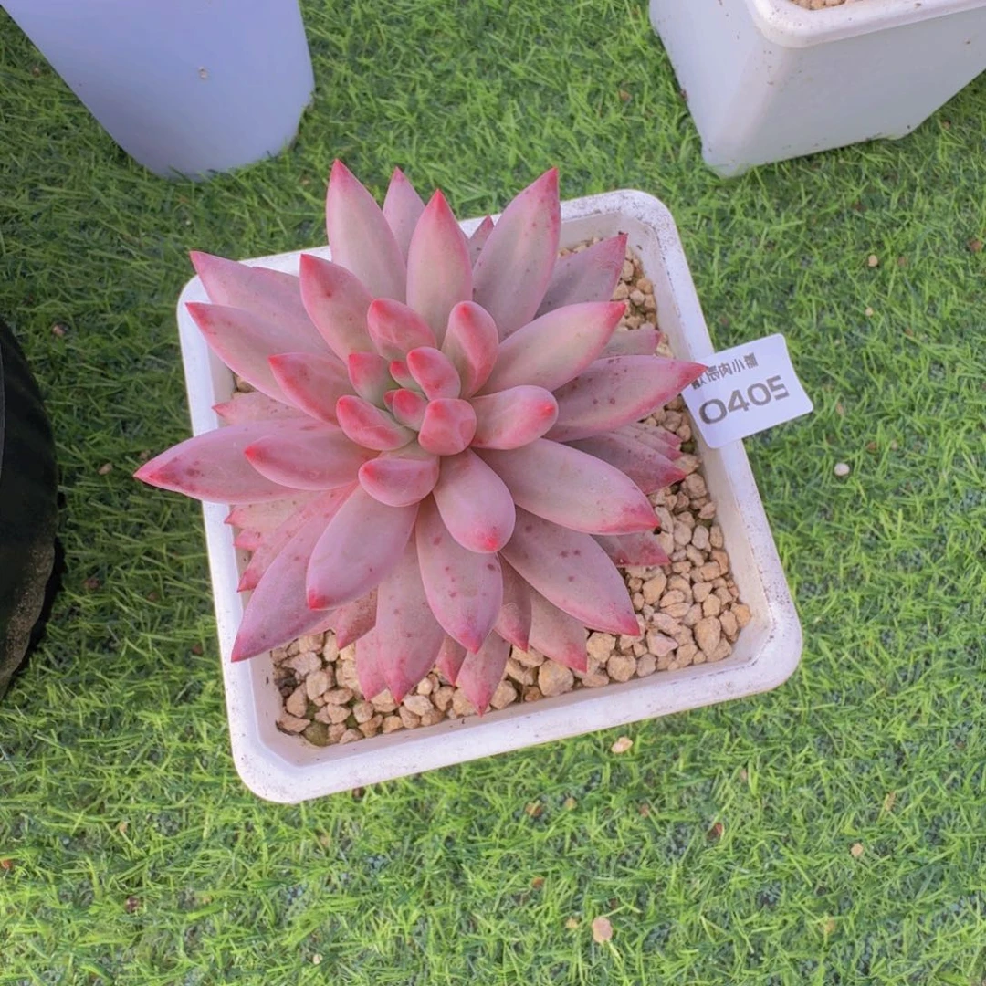 多肉植物车厘子单头0405