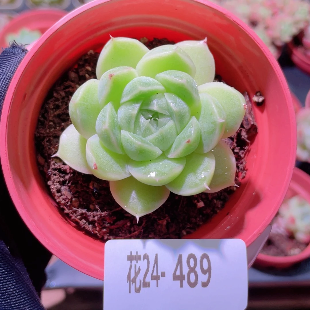 花利美24-489麦秆