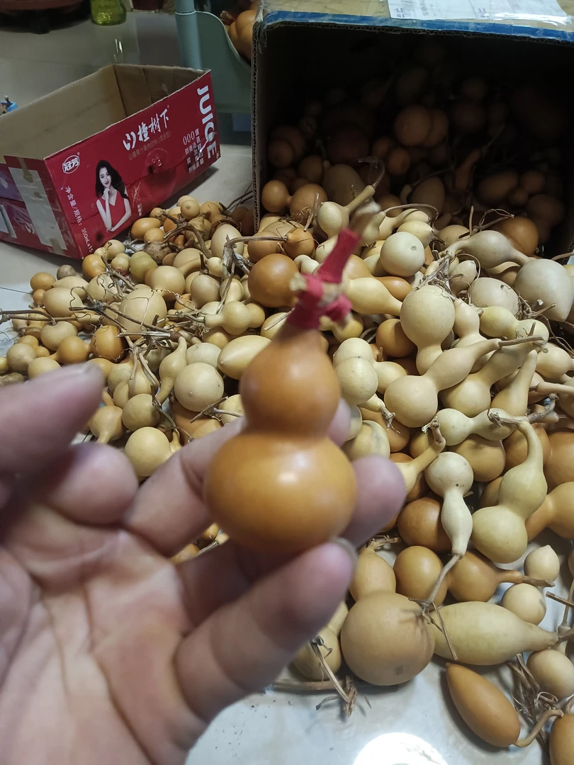 老厚皮响子小八宝葫芦