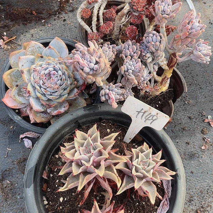 两单包邮，一物一拍，散149