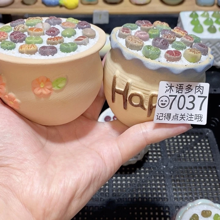 小***蓉带盆土发货 精美盆栽7037