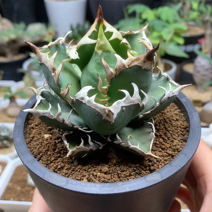 超级红猫龙舌兰脱土