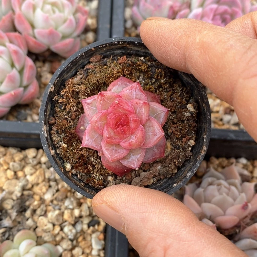 精品多肉一物一拍不包整66