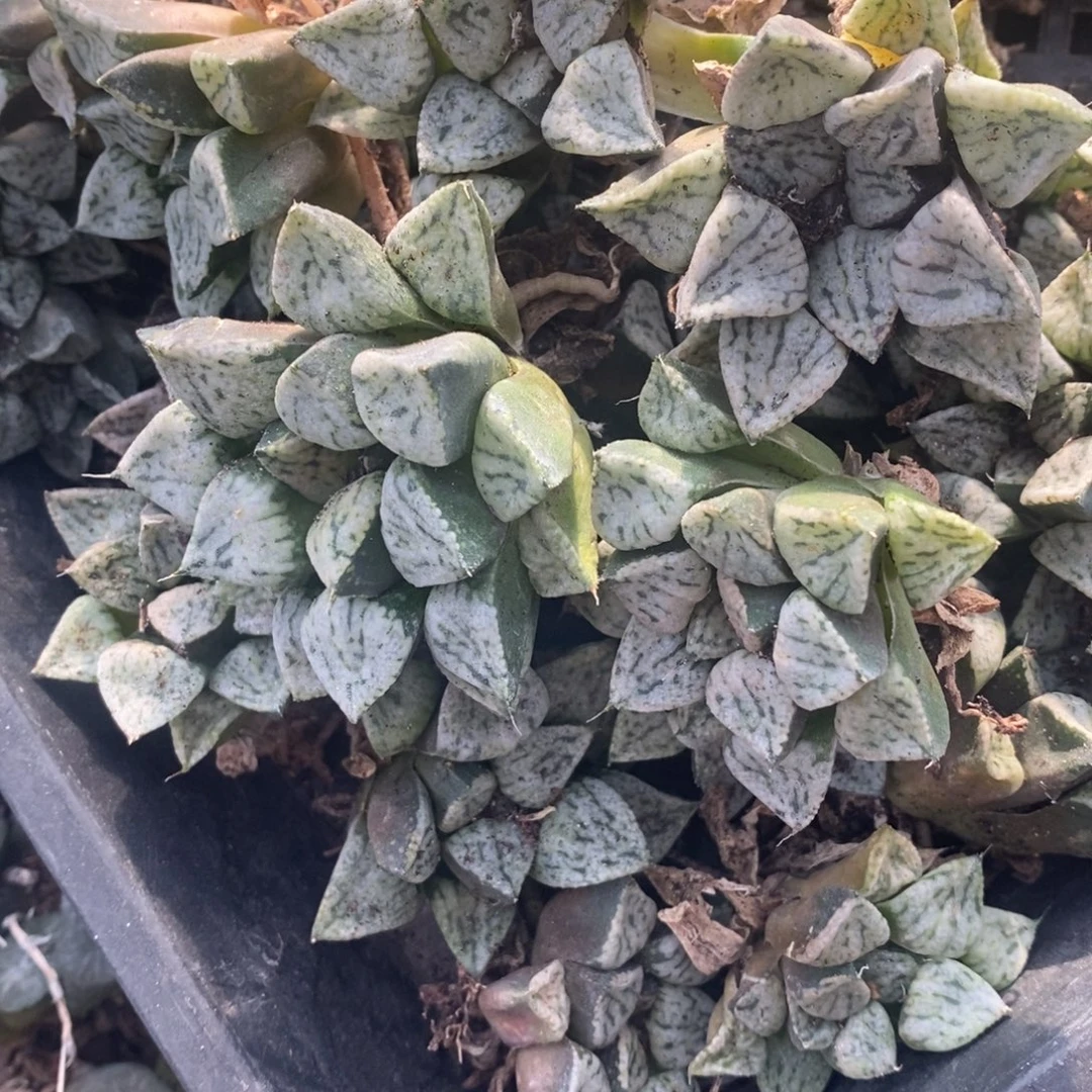 1113 一颗大潘多拉魔盒 双11福利