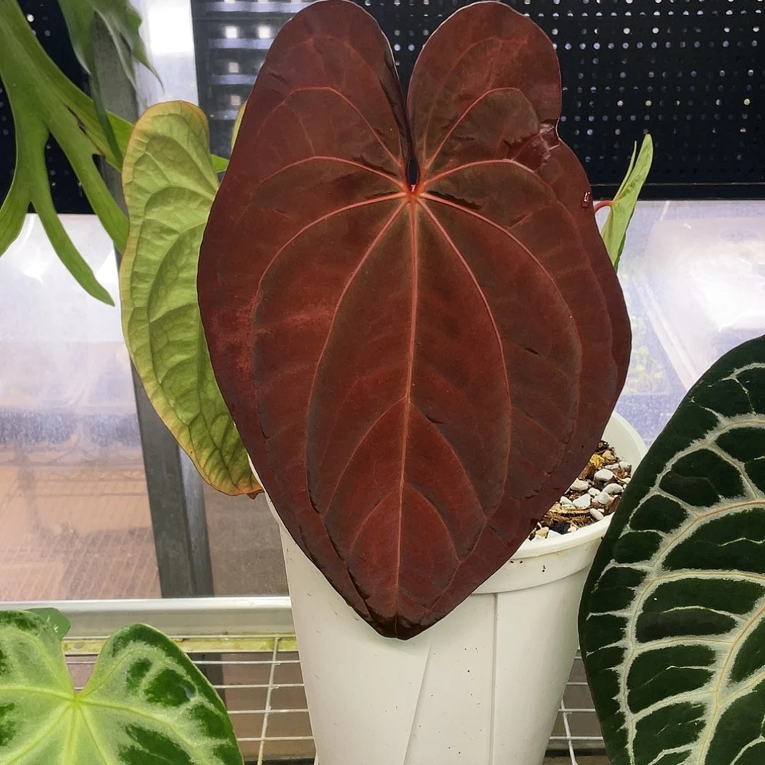 完全开放新年黑凤凰