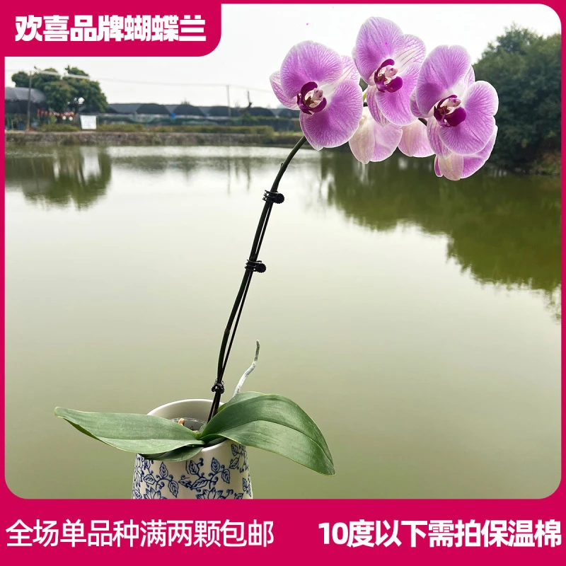 【仙桃-】蝴蝶兰鲜花绿植室内客厅养殖 带花带花苞发货