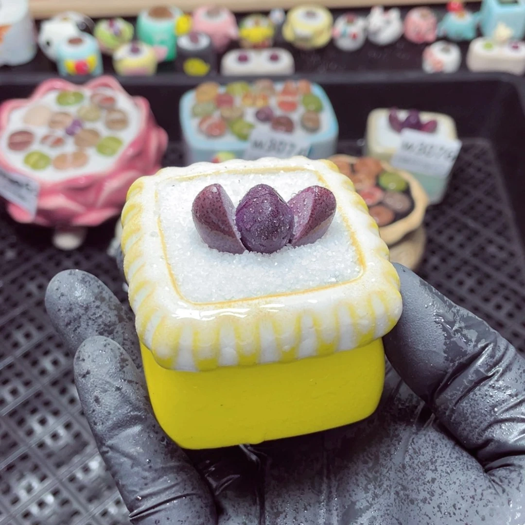 w3078--带盆土发货，零下地区拍保温箱