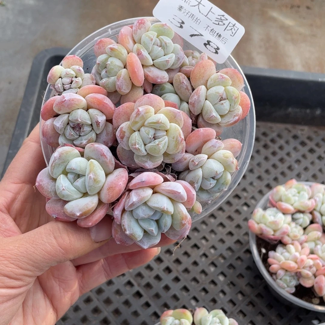 糕大上多肉植物378