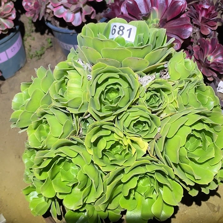 多肉植物法师681绿杨蓉