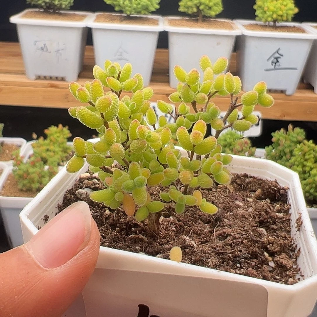 4号糖球奶油白腹轮锦5.13多肉