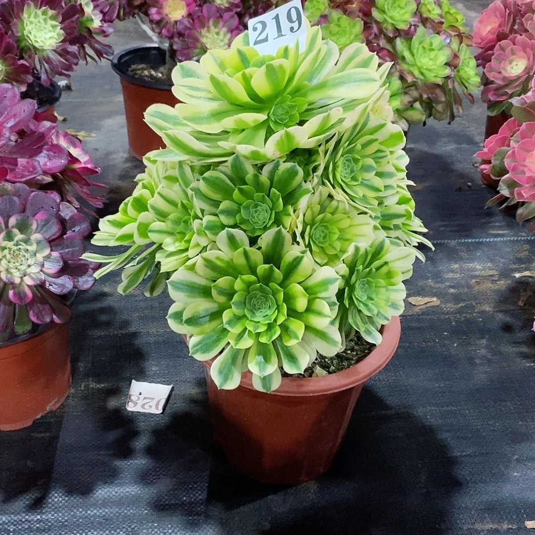 劼*金丝翡翠219多肉法师植物
