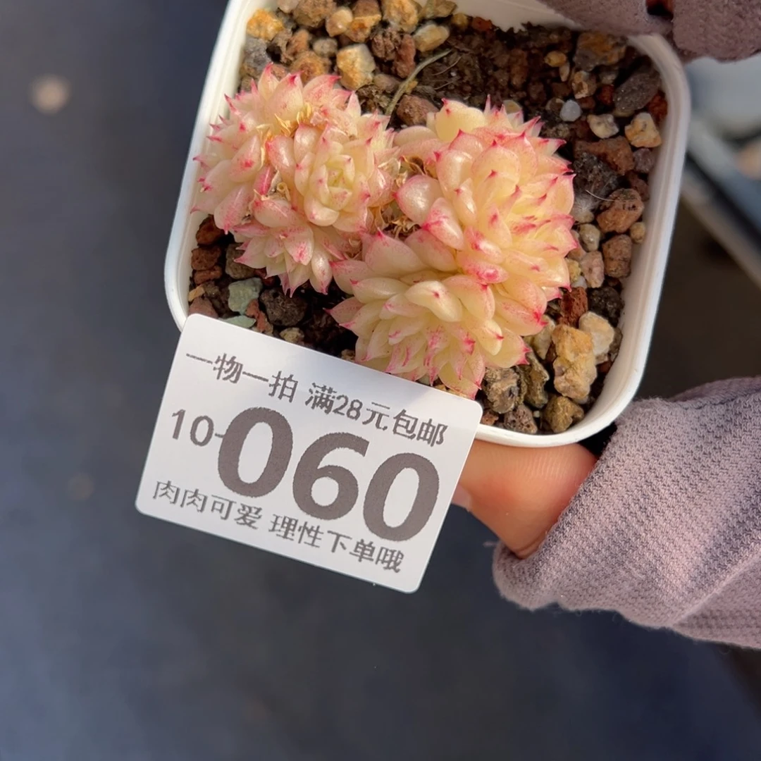 小脸麦多肉多肉多肉多肉