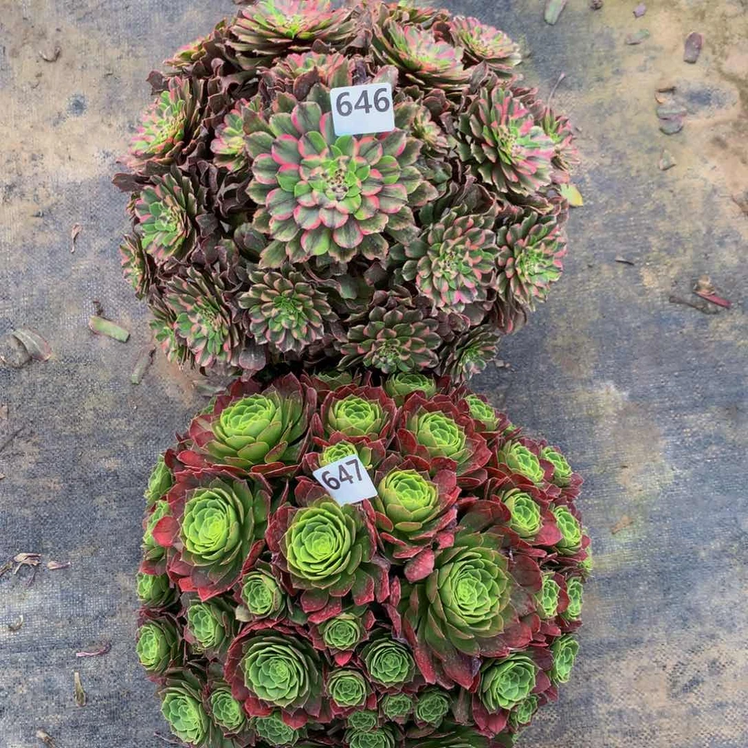 【闪购商品】百*646 647 寄养