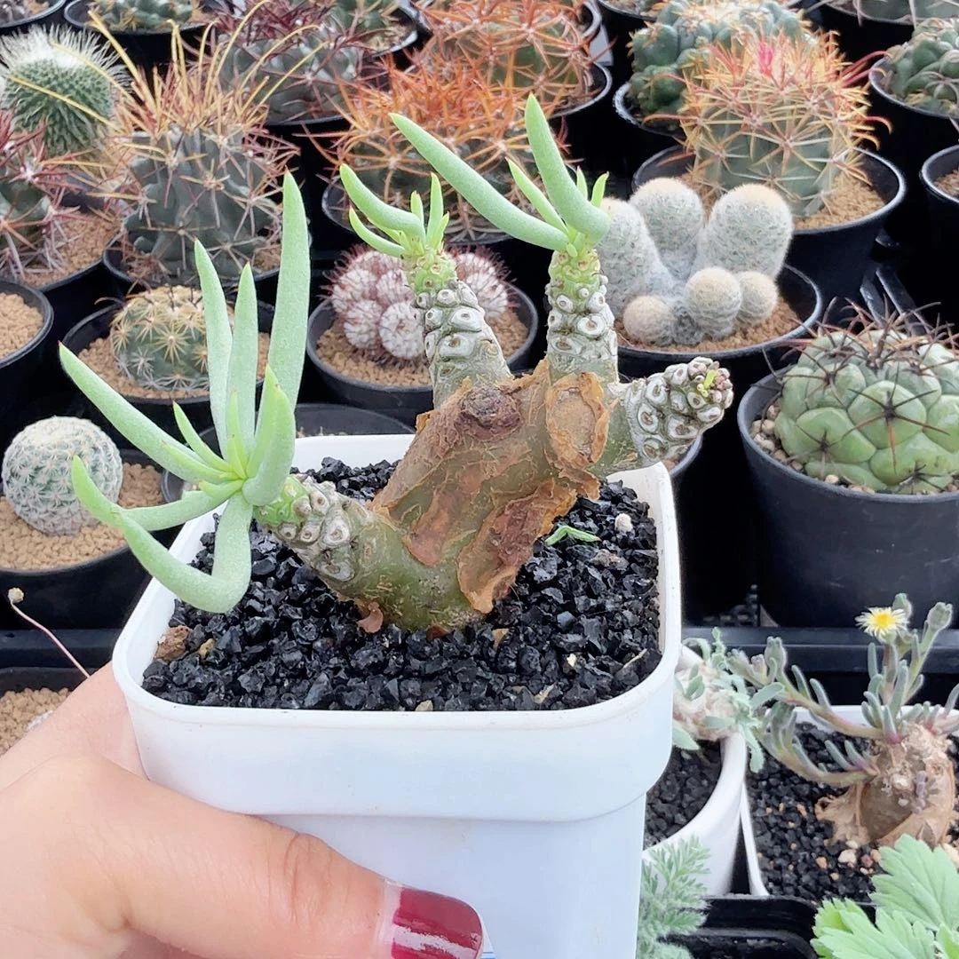 产地白象脱土发货