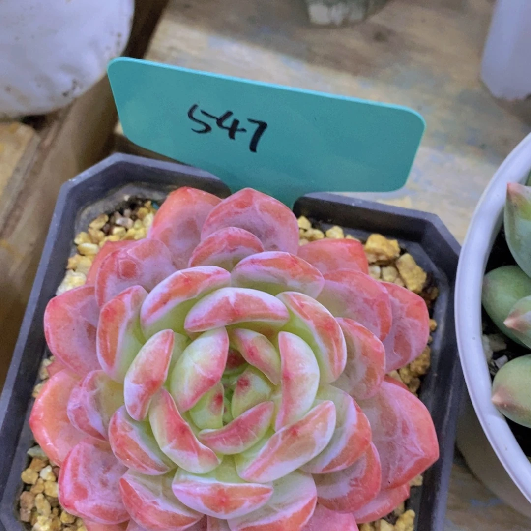 开心多肉，一物一拍，看准下单，