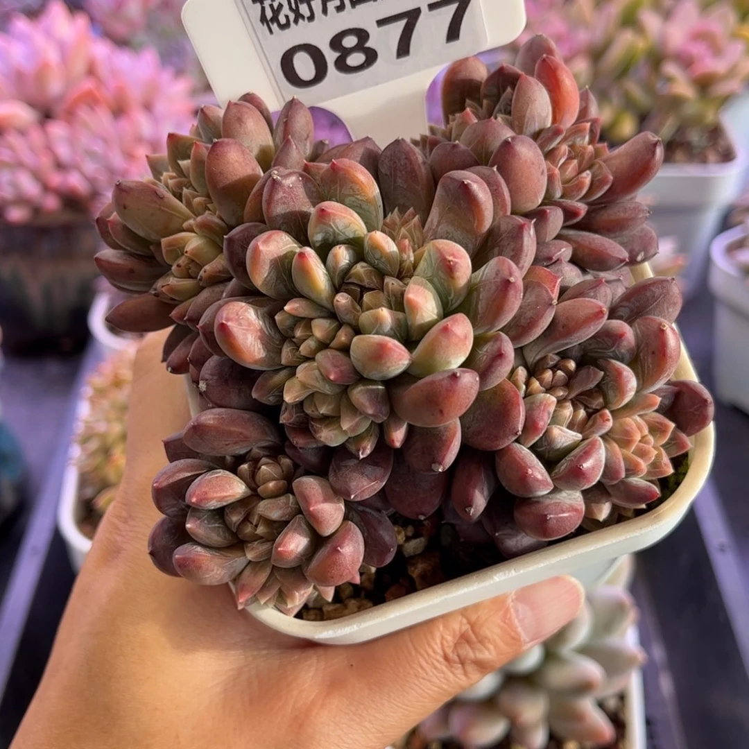 0877 天冷必拍保温箱